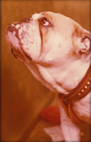 70-luvun bulldoggi