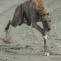 Greyhound rakastaa juoksemista! Niin myös Ritsa.