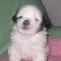 Lhasa Apso puppy almost white