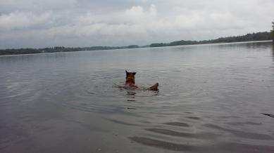 Aamu-uinti järvessä