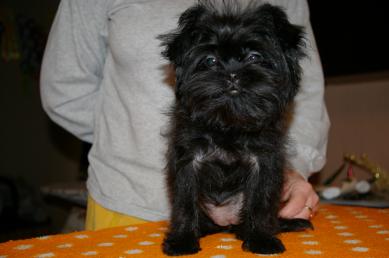 AFFENPINSCHER PUPPIES FOR SALE