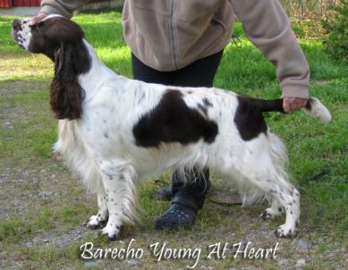 Barecho Young At Heart