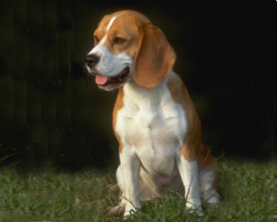 Beagle poseeraa