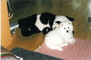 Bella ja panda