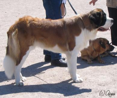 Bernhardilainen Tuusula Summer Show 2005:sta