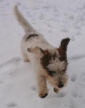 Betit basset griffon vendee