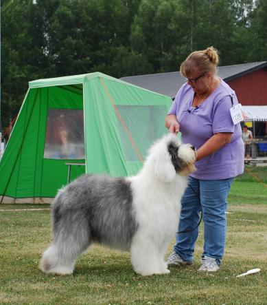 Blueshire´s Canadian Lady Tuomarinkartanon Dog Show 2010 VSP & SERT