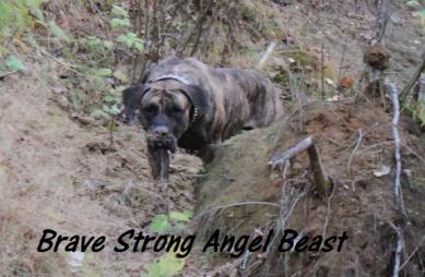 Brave Stron Angel Beast