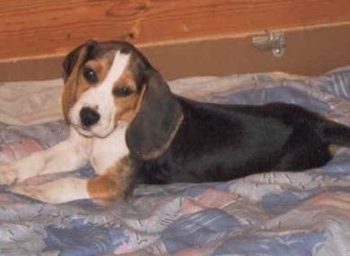 Buff "Tico"-beagle