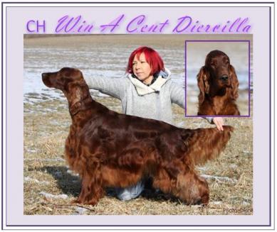 CH Win A Cent Diervilla