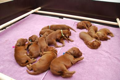 Charmtail's Puppies 11 days old
