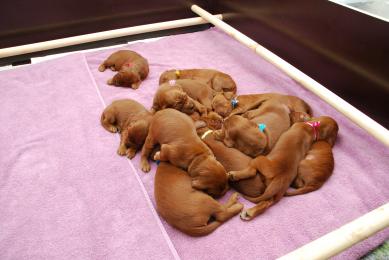 Charmtail's Puppies 11 days old
