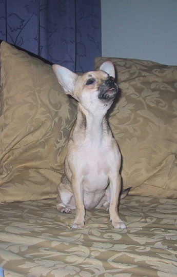 Chihuahua tyttö