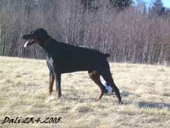 Dali Dobermanni 23.4.2005