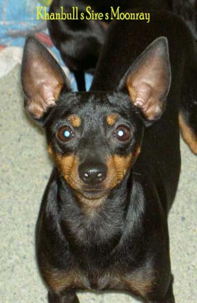 English Toy Terrier male/Englanninkääpiöterr.uros