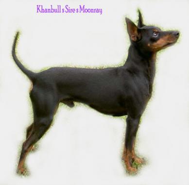 English Toy Terrier male/uros