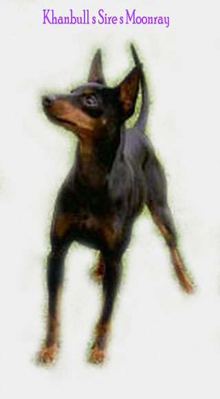 English Toy Terrier male/uros