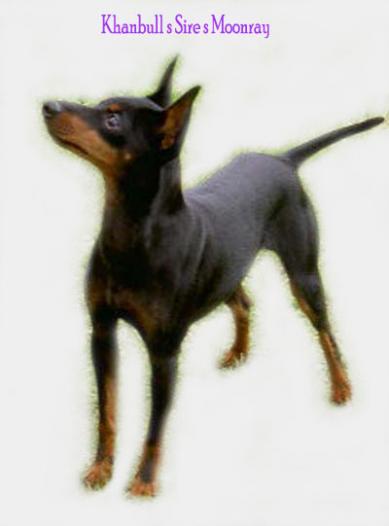 English Toy Terrier male/uros