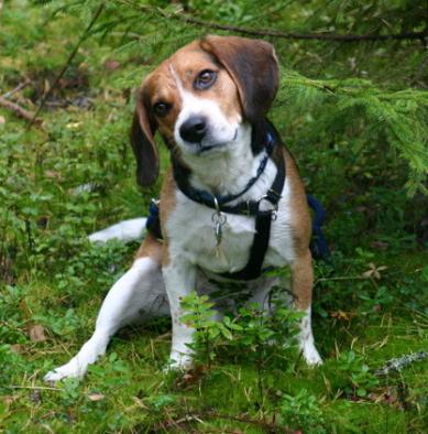 Filou the beagle