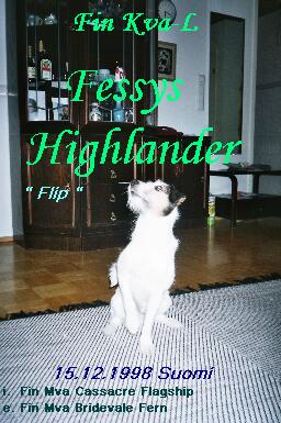 Fin Kva-L Fessys Highlander "Flip" poseeraa