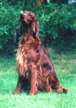 Frinan Lady in Red