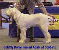 Goldfly Dollie Fooled Again At Cobbets " Rocco"