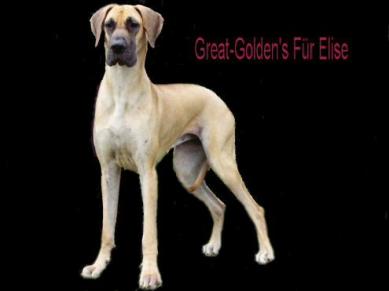 Great-Golden's Für Elise