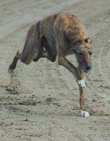 Greyhound rakastaa juoksemista! Niin myös Ritsa.
