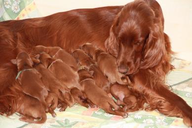 Grove Creek`s Irish Setter