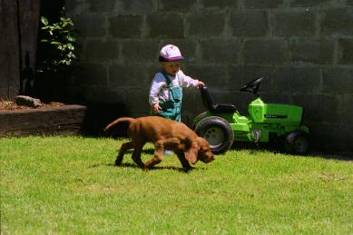 Grove Creek`s Irish Setter