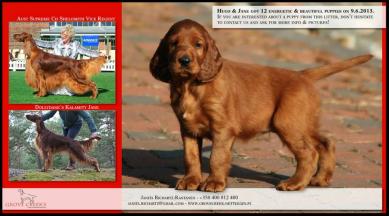 Grove Creek`s Irish Setter