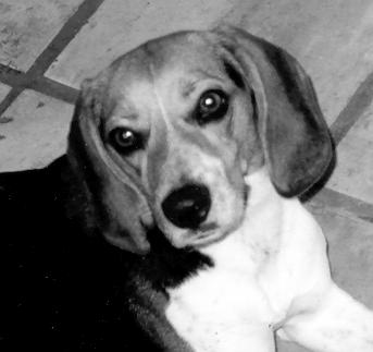 >Söötti< >Beagle<