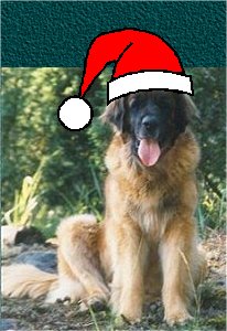 Hyvää joulua koirat.comilaisille