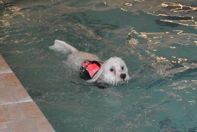 Hyvinkään koira-uimalassa