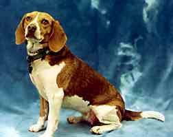 Istuva beagle