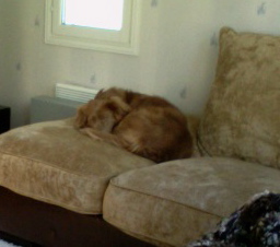 Jade-koira nukkuu Zzz