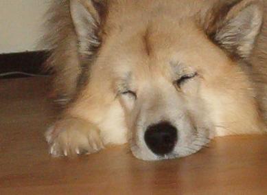 Jami "lapsonen" nukkuu koiran unta :P