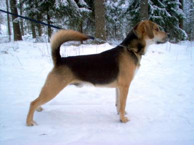 Jehu ( beagle-schäfer)
