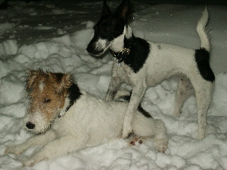 Kaksi kaverusta lumessa telmimässä
