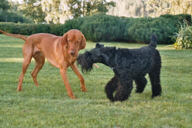 Kerry Aada ja vizsla Ara