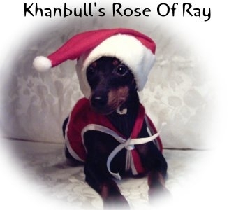 Khanbull's Rose Of Ray