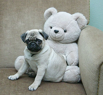 Kubrick with teddy