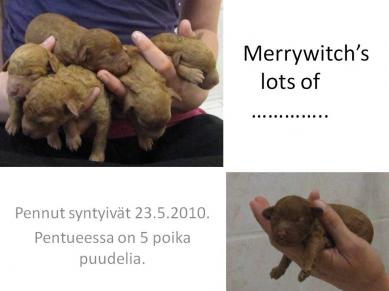 L- pentue Merrywitch- kennel