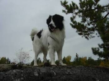 Landseer saaristossa