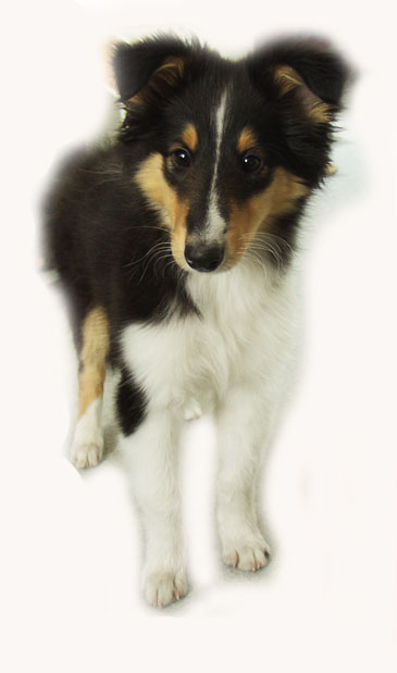 Lassie 3kk