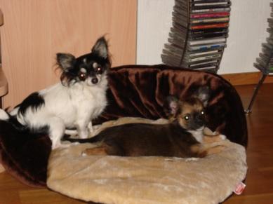 Lily ja Siruvauva omalla sohvallaan =)