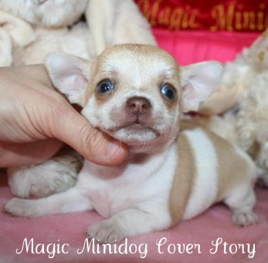 Magic Minidog Cover Story