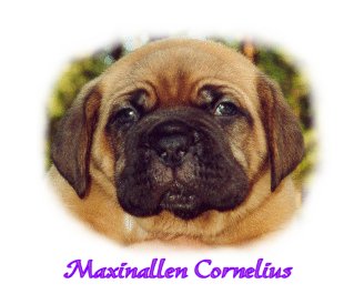 Maxinallen Cornelius