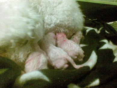 Nyfödda bichoner