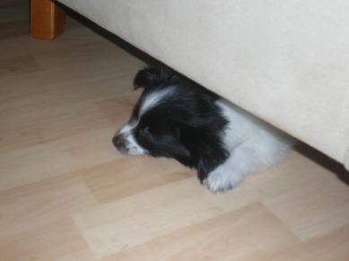 Pepe nukkumassa tuolin alla <3